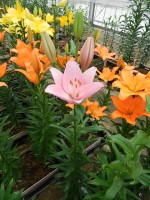 [5594 VH24 Tsjaikovski No01.JPG]